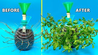 UNBELIEVABLE 10x FASTER GROWTH WITH DIY AIR POT USING OLD PLASTIC BOTTLES [upl. by Columbus]