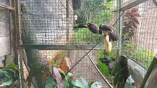 SEDERHANA TERNAK BURUNG KUTILANG DALAM KANDANG AVIARI ANAKAN CEPAT BESAR [upl. by Sachiko]