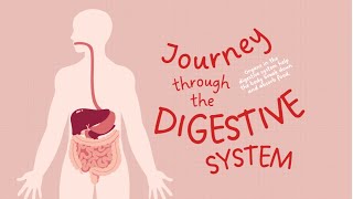 Journey through our digestive system Animation [upl. by Anirav]