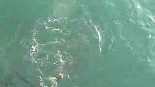 Juno Pier amp Beach Cobia Fishing [upl. by Trotta]