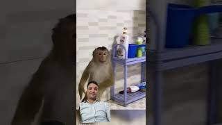 potty monkey funny comedy 🙉🙊 funnymonkey animals [upl. by Tyrone]