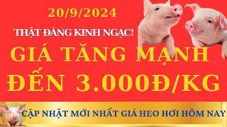 Giá Heo Hơi 2092024  Tăng Mạnh Đến 3000 ĐồngKg Ở Rất Nhiều Địa Phương [upl. by Lifton]