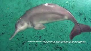 Baiji River Dolphin Extinction Yangtze River  Why we must take action to save endangered species [upl. by Justinian]