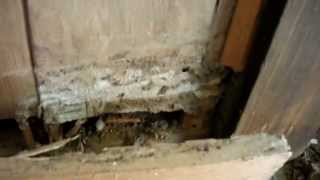 Heavy termite damage found in South Charlotte home [upl. by Htebilil417]