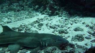 Brownbanded Bamboo Shark [upl. by Norak933]