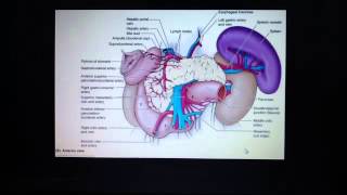 Spleen  splenic artery and splenic vein [upl. by Ellenehs]