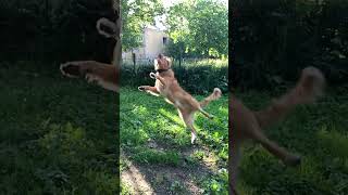 Вертушка 😎 retriever dog soul puppy toller funnyshorts [upl. by Thais732]