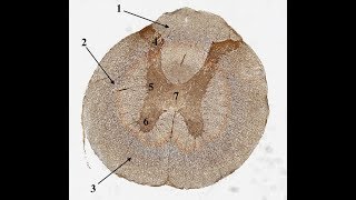 Histologi läkarprogrammet t2 CNS PNS och muskler [upl. by Devine]