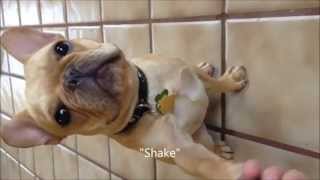 Thor the French Bulldog does 15 Dog Tricks [upl. by Cyrille931]