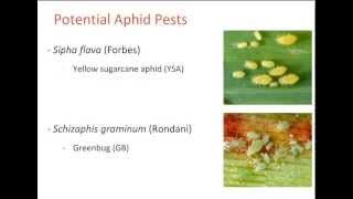 Aphid Resistance in Switchgrass CenUSA Bioenergy [upl. by Deirdre]