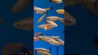 Minnows  Predators Delicious Snack animals wildlife fish nature minnow [upl. by Argile989]