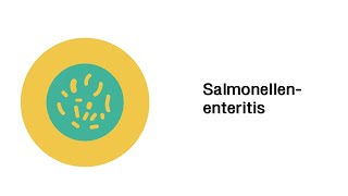 Salmonellose Salmonellenenteritis  Infektionskrankheiten [upl. by Olwena]