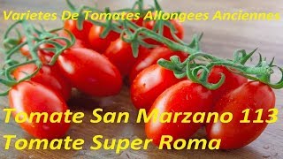 Variétés De Tomates Allongées Anciennes Tomate Super Roma amp Tomate San Marzano 113 [upl. by Walke]