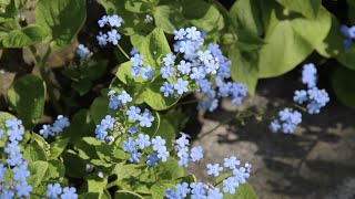 Brunnera macrophylla Siberian bugloss  FarmerGracycouk [upl. by Odnalo119]