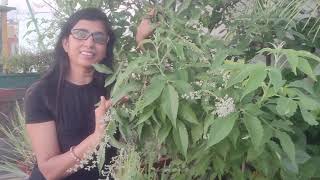 NirgundiIndrani दिव्य औषधि पौधे के बारे में पूरी जानकारी  five leaved chaste plant in big pot [upl. by Ema751]