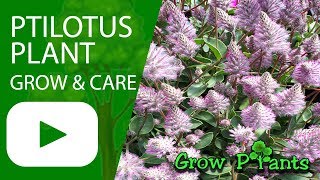 Ptilotus  grow amp care Pink mulla mulla [upl. by Latimer]