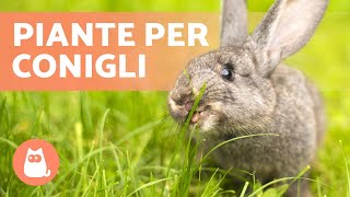 Piante COMMESTIBILI per CONIGLI🐰🌿 Radici Steli foglie ed Erbe selvatiche [upl. by Landmeier345]