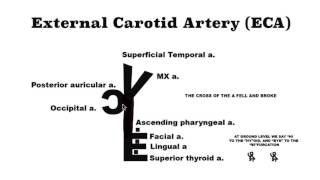 External Carotid Artery mnemonic [upl. by Eedna]