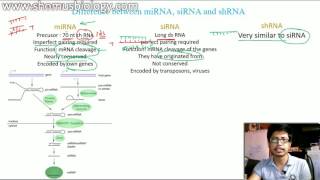 miRNA vs siRNA vs shRNA  the difference [upl. by Minne406]