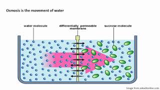 chapter 42 Diffusion Osmosis Bulk Transport and Active Transport [upl. by Atsyrc]