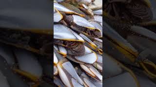 They are moving  Living gooseneck barnacles at Long Beach Washington [upl. by Edgar]