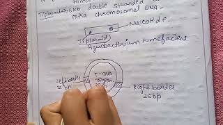 Plasmid vector for plantsTi plasmid complete explanationTi plasmid detailAgrobacterium tumefacien [upl. by Standish]