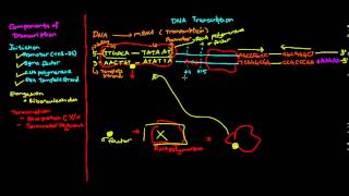 Prokaryotic transcription [upl. by Colman931]