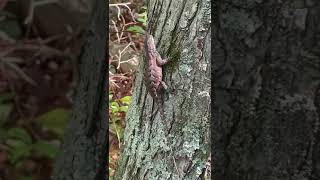 Spiny lizard [upl. by Angelika270]