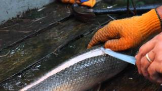 How to Clean and Filet Gar [upl. by Gisser]