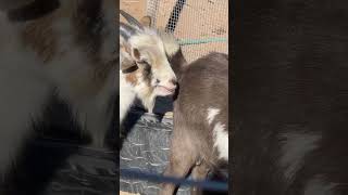 Silly goat noises sillygoatsounds goatinrut goatmatingsound [upl. by Marquardt]