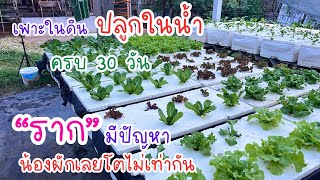 รากมีปัญหา ต้น ผักสลัด เลยโตไม่เท่ากัน  30 วัน [upl. by Yeargain]