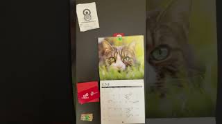 Cat Calendar Cat has Two Different Color Eyes  Friday June 28 2024 [upl. by Walls173]