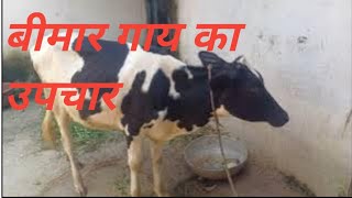 treatment of cow [upl. by Yousuf]