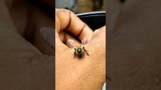 Buzzing Moment Honey Bee on My Hand 🐝honeybee nature insects naturelovers wildlife macro [upl. by Areid298]