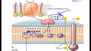 Electron flow in iron oxidizing bacteria [upl. by Asus915]