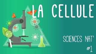 Tout savoir sur la cellule en 6 minutes [upl. by Roshelle]