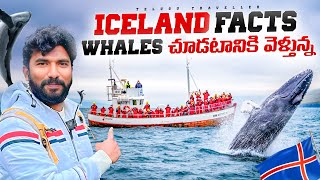 Whale Watching in Iceland  Iceland Facts  Telugu Traveller [upl. by Morey]