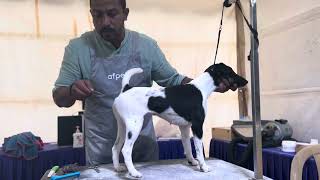 Fox terrier smooth coat grooming section at cilicon city kennel club dog show foxterrier dogshows [upl. by Sayres216]