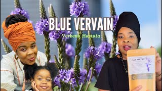 BLUE VERVAIN herb for Stress Anxiety and Sleep Disorders and more  Benefits  Dr Sebi Recommend [upl. by Kemeny]