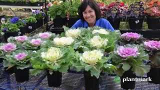 Brassica oleracea Acephala Ornamental Kale at Plantmark Wholesale Nurseries [upl. by Rolph]