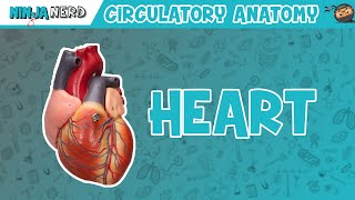 Cardiovascular  Anatomy of the Heart  Heart Model [upl. by Zil]