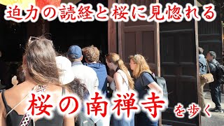 41月桜咲く京都 迫力の読経と桜に見惚れる南禅寺を歩く【4K】Kyoto Japan walk [upl. by Trinia]