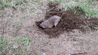 Gopher Digging a Hole [upl. by Asyen]