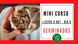 🥗 COMER GERMINADOS de alfalfa y legumbres a partir de aquí 👉 Cultivo de GERMINADOS DÍA 6️⃣ [upl. by Kaspar]