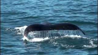 Whale Watching Hermanus  South Africa [upl. by Colby786]