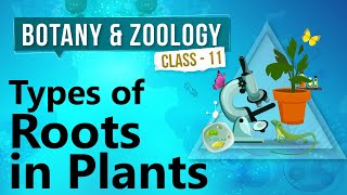 Types of Roots in Plants  Morphology of Flowering Plants  Biology Class 11 [upl. by Lottie158]