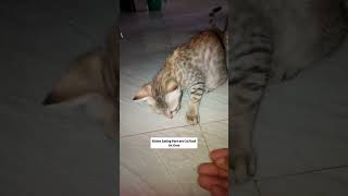 Kitten Eating Pure Pet Cat Food 1st time 😋 [upl. by Otxilac546]