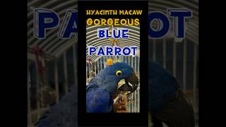 Hyacinth Macaw  Gorgeous Blue Parrot shorts macaws parrots birds [upl. by Rehtse]