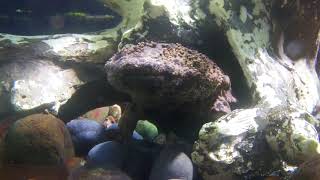 Inokashira Park Zoo  Andrias japonicus ≪ Japanese giant salamander ≫  オオサンショウウオ [upl. by Brenk]