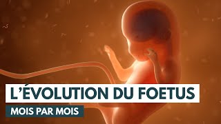 Le développement du fœtus  Évolution grossesse  Animation 3D [upl. by Mal19]